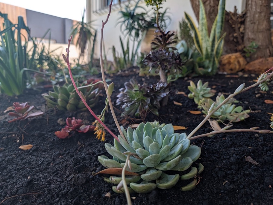 A freshly cared-for landscaped succulent garden